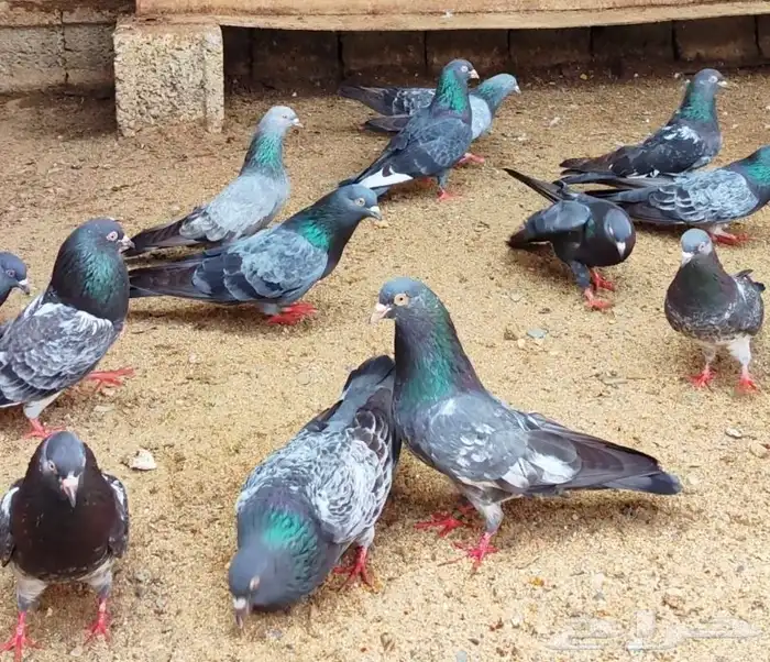 تم البيع . العرض الثالث 6 ازواج كواسير منتجة - حمام باكستاني 5