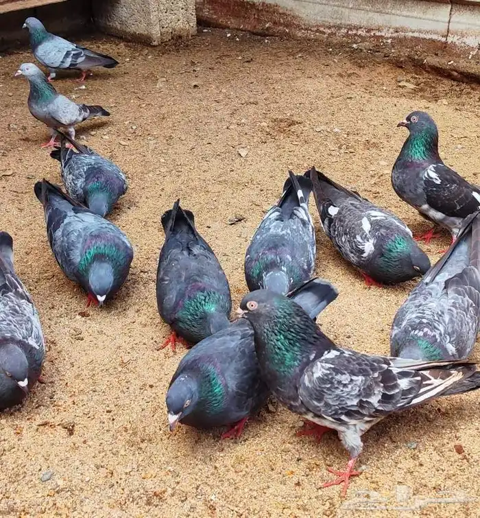 تم البيع . العرض الثالث 6 ازواج كواسير منتجة - حمام باكستاني 3