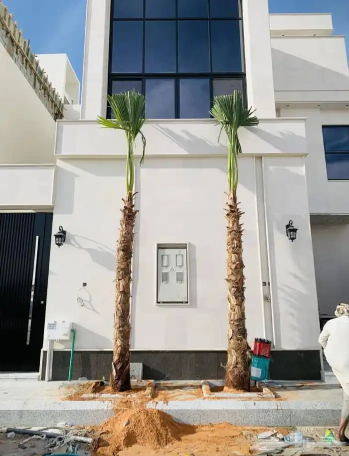 وشنطن يوجد لدينا جميع انواع النخل الواشنطن والنخل العربي 5