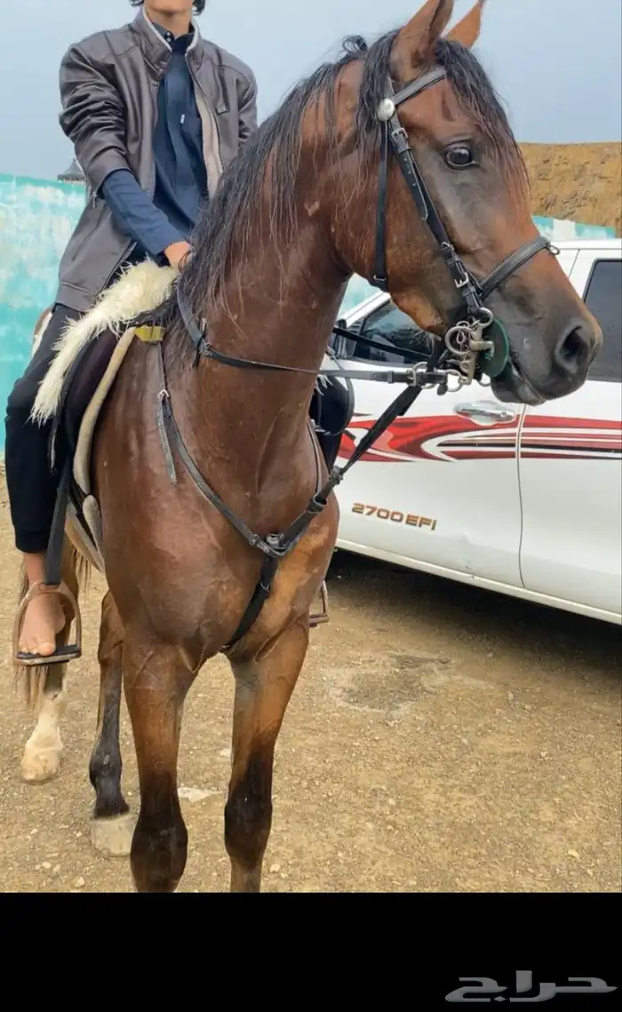 مهر عربي شعبي كفو حصان 1