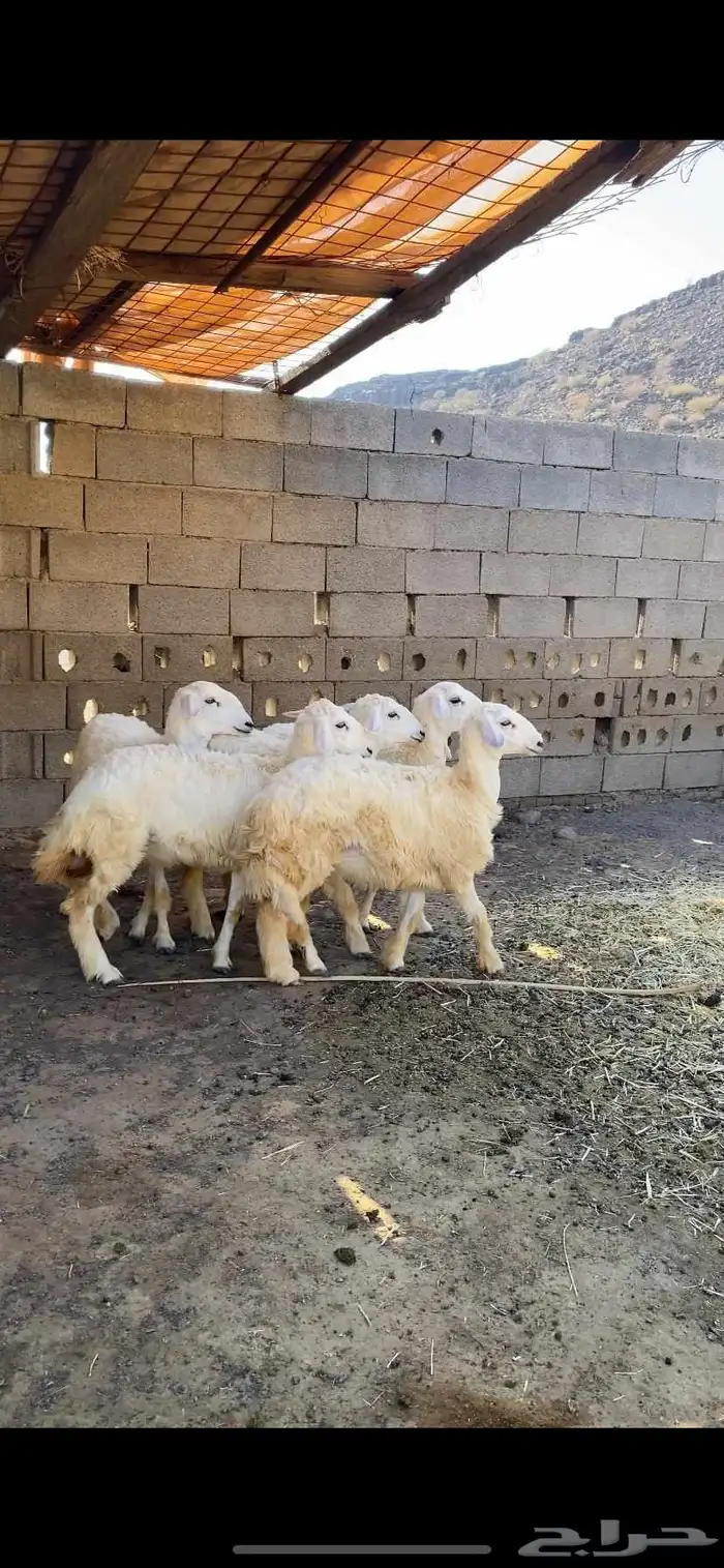 ارخال للبيع 0