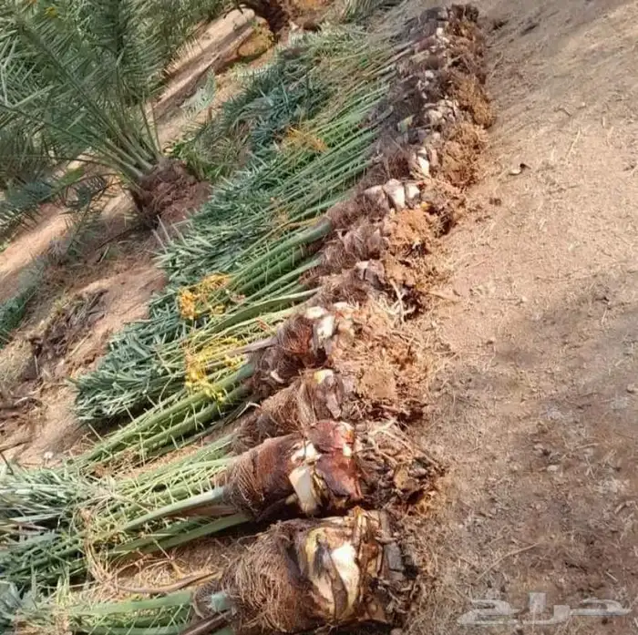 نخل للبيع. بريده عنيزه البدائع الرس 0