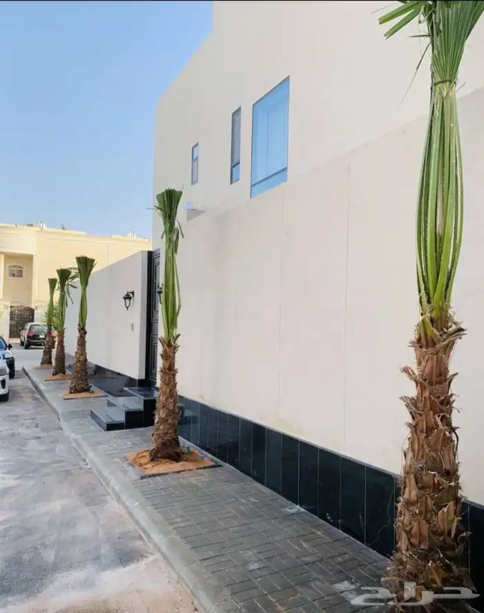 وشنطن يوجد لدينا جميع انواع النخل الواشنطن والنخل العربي 0