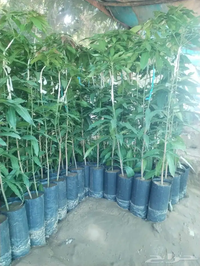 مشاتل جيزان للمانجو 0