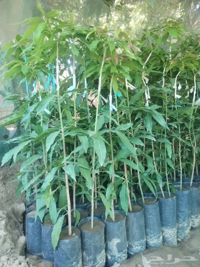 مشاتل جيزان للمانجو 1