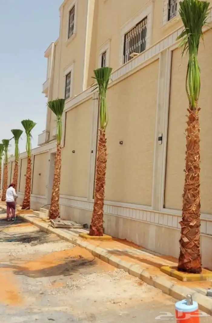 نخل واشنطني امريكي 0