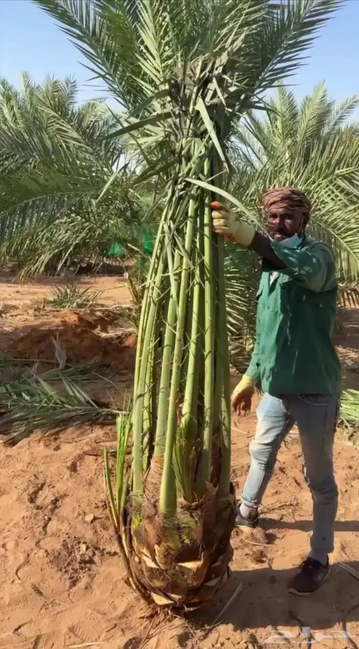 نخل للبيع صقعي اخلاص خضري نبوت سكري برحي روثان 1