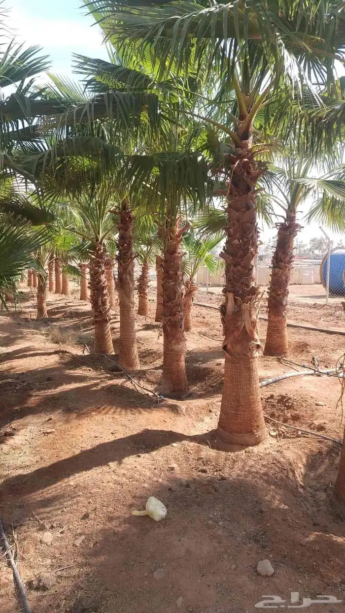 اشجار زيتون معمر ونخل وحمضيات 2