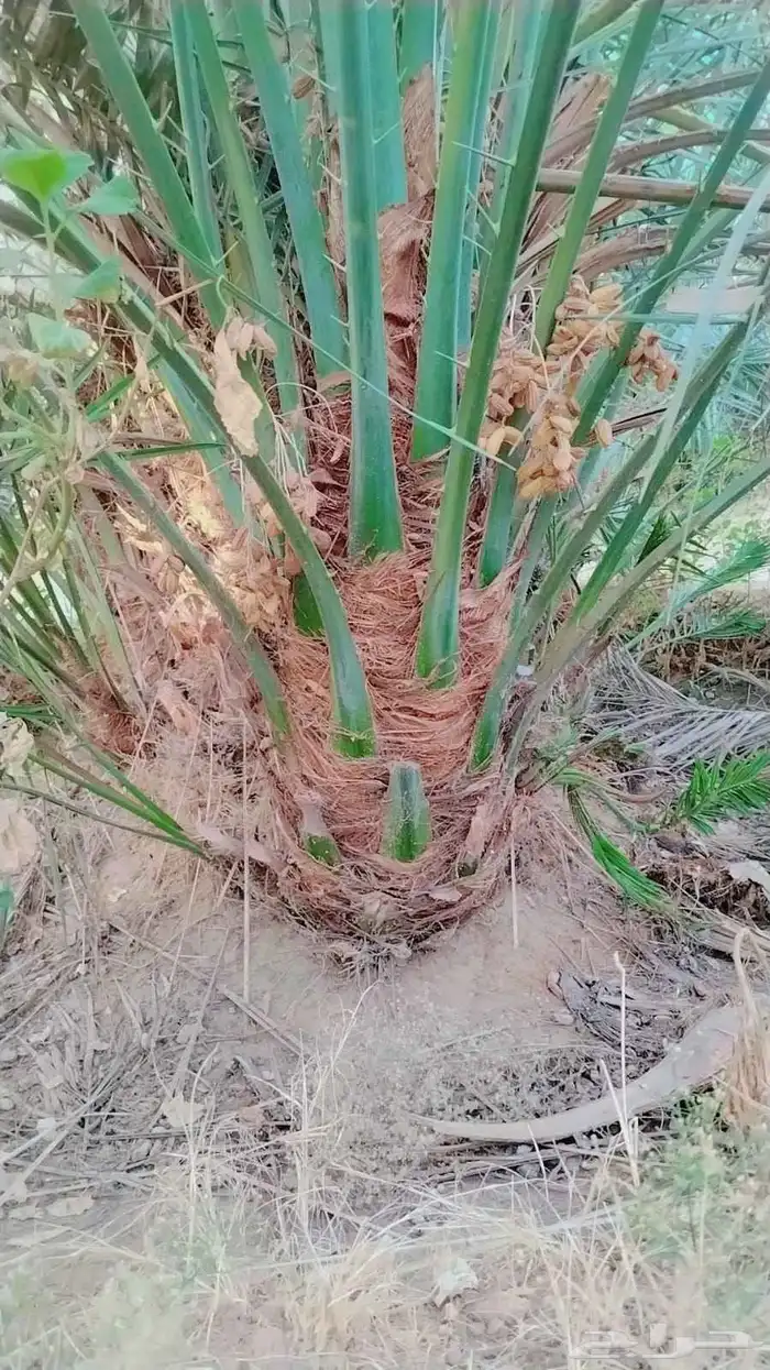 نقايل فسايل جثايث نخل جميع انواع 0