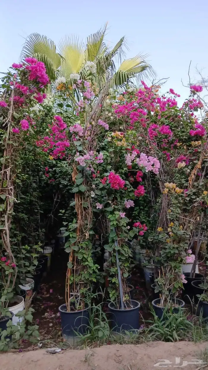 شتلات جهنمية الون قبير و صغير 4