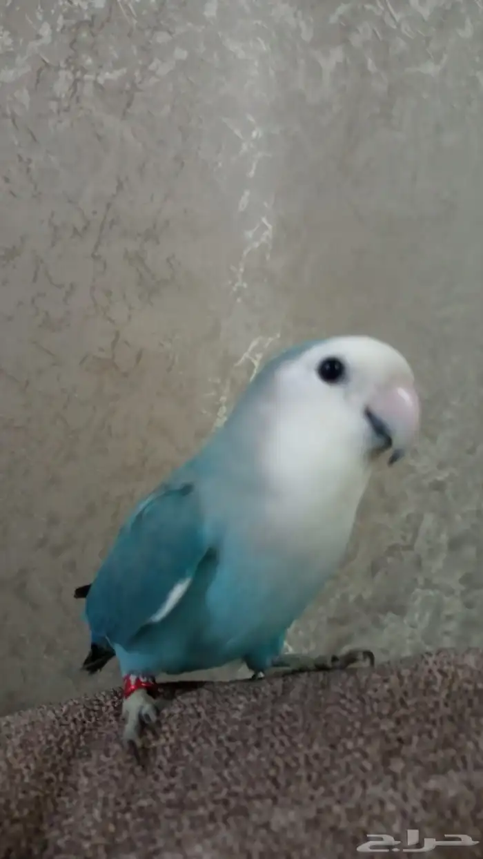 طائر روز منتج اليف السعر على السوم 4