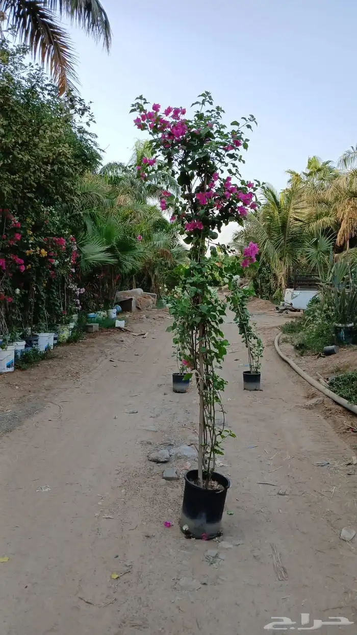 شتلات جهنمية الون قبير و صغير 0