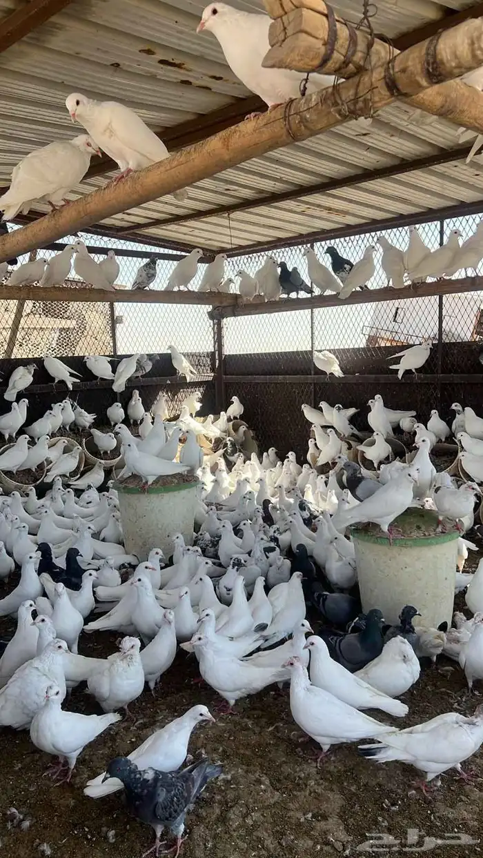 حمام فرنسي سوبر جامبو 1