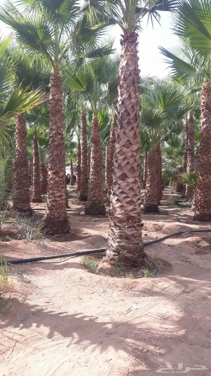 نخل واشنطن أمريكي ونخل عربي مثمر وأشجار وثيل 5