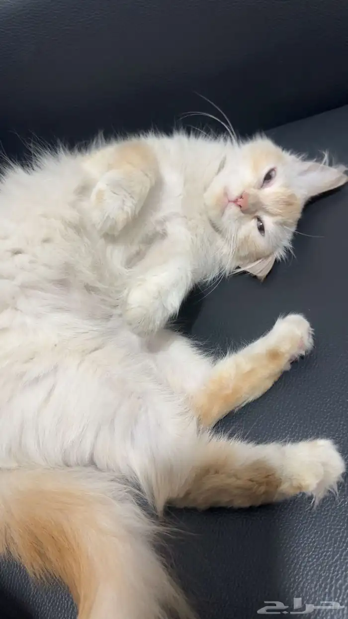 القطة ليلى للتبني 0