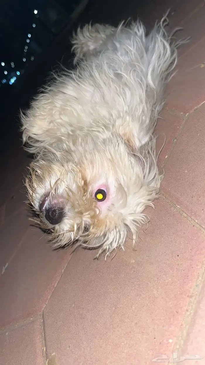 كلبة أليف مرا للبيع 0