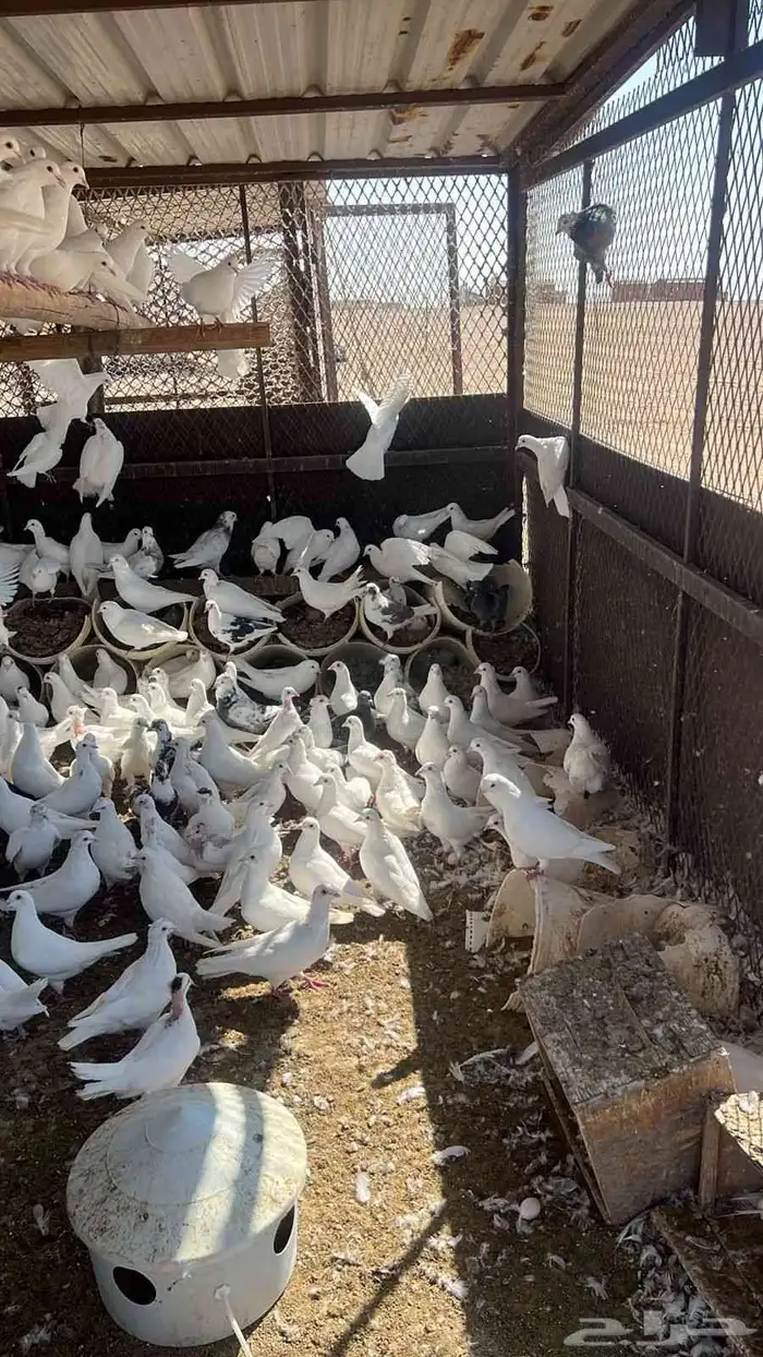 حمام فرنسي سوبر جامبو 4