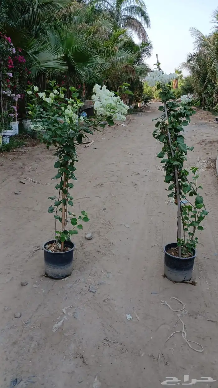 شتلات جهنمية الون قبير و صغير 3