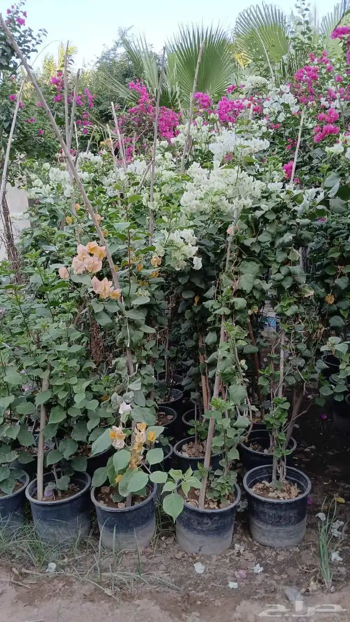 شتلات جهنمية الون قبير و صغير 5