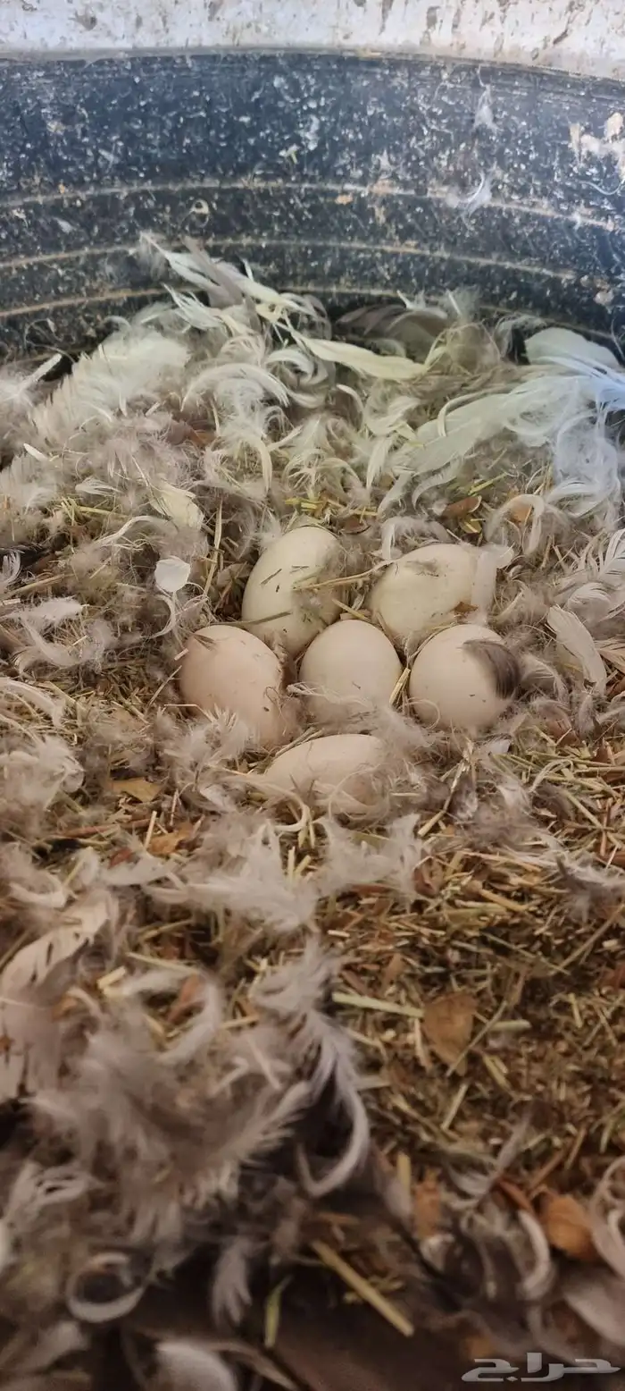 وز مفتل فاخر 3