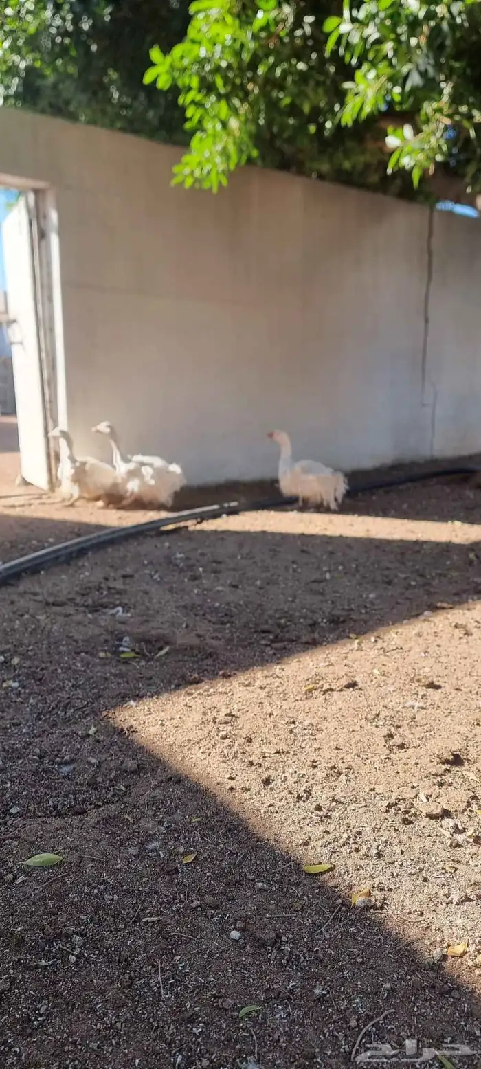 وز مفتل فاخر 1