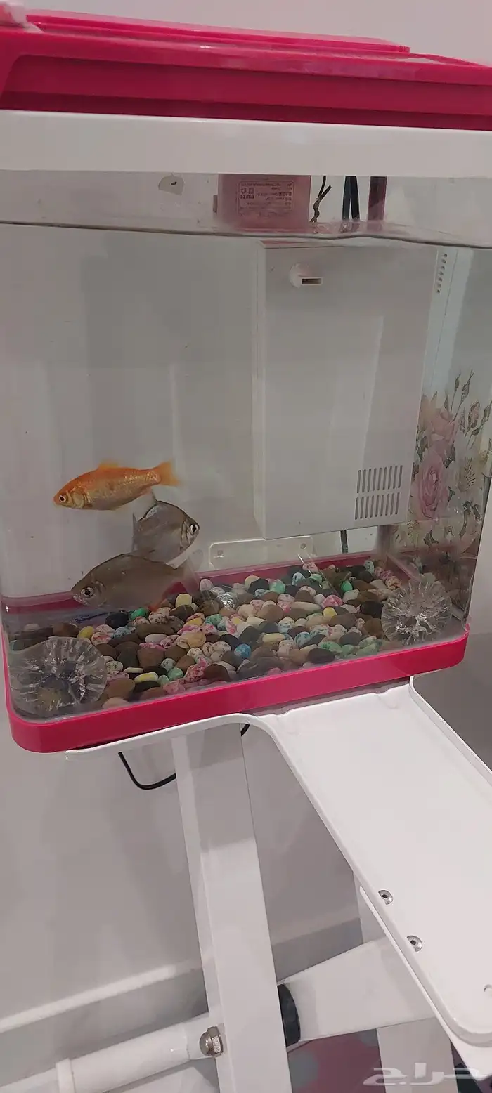 سمك مع القاعدة والاكل فقط 350 ريال 0