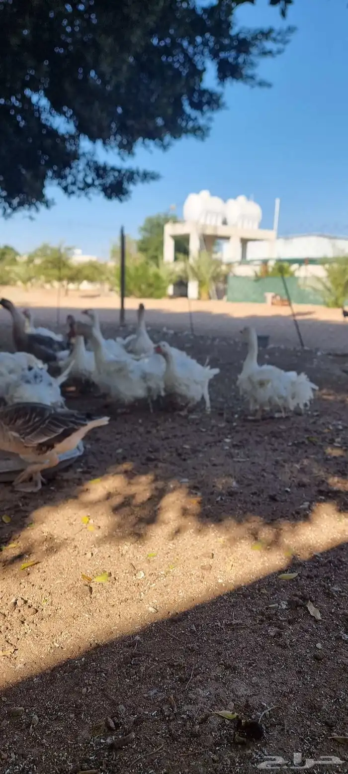 وز مفتل فاخر 0