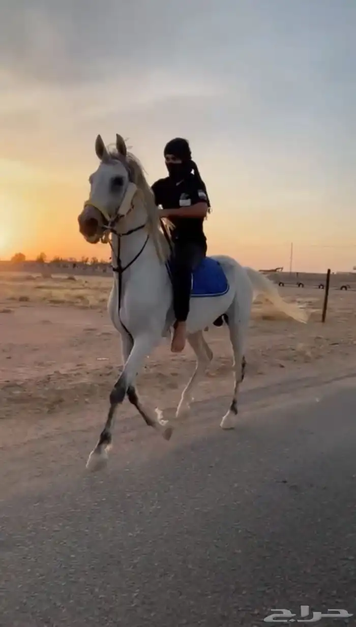 حصان عربي فرنسي جزيري 0