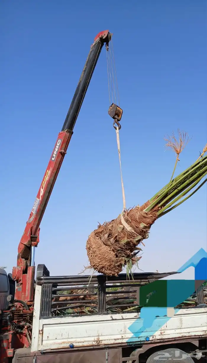 نخل مثمر للبيع خلاص صقعي هلالي برحي سكري مجدول شيشي 3