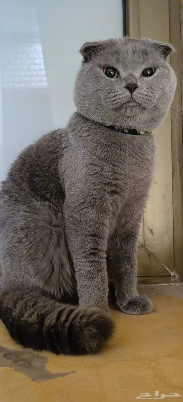قط سكوتش فولد للبيع 2