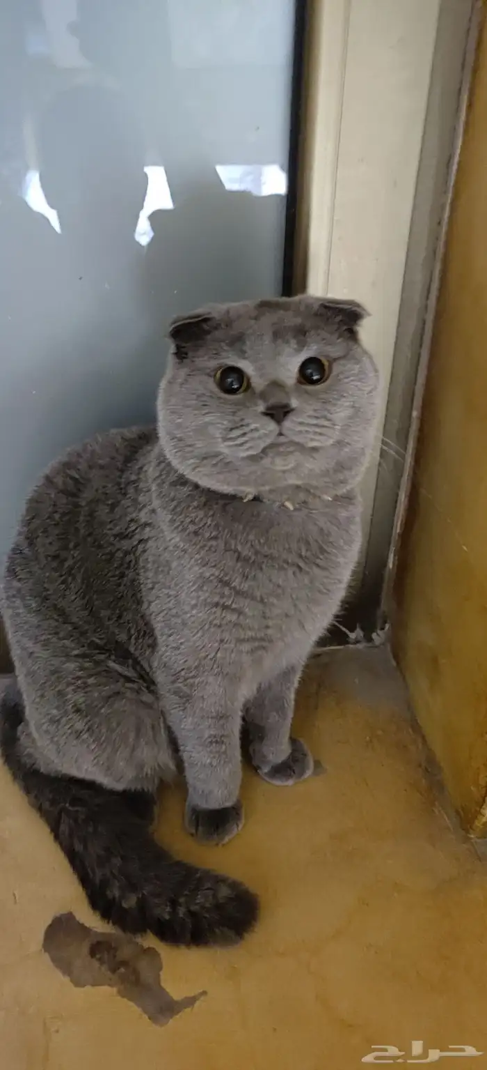 قط سكوتش فولد للبيع 0