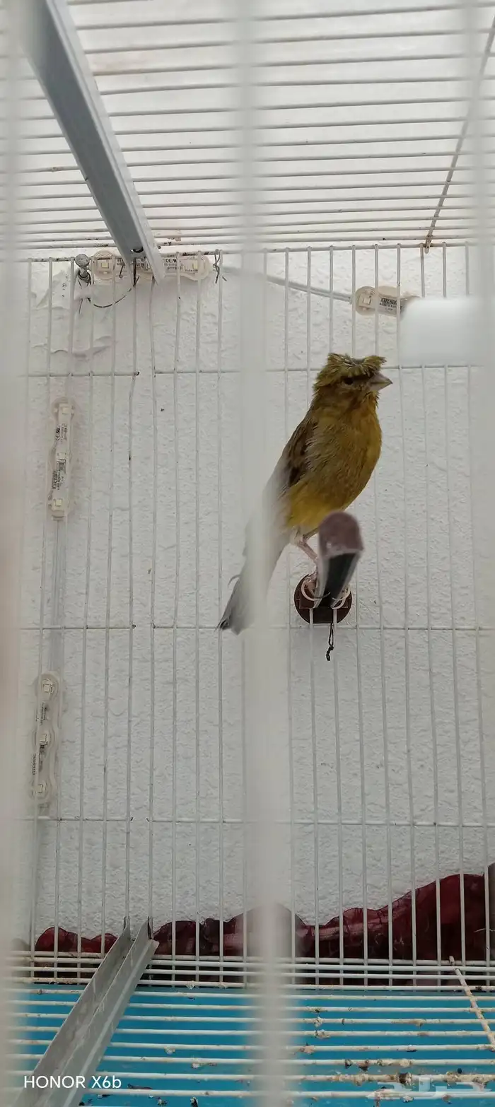 كناري ذكر جاهز مغرد 1