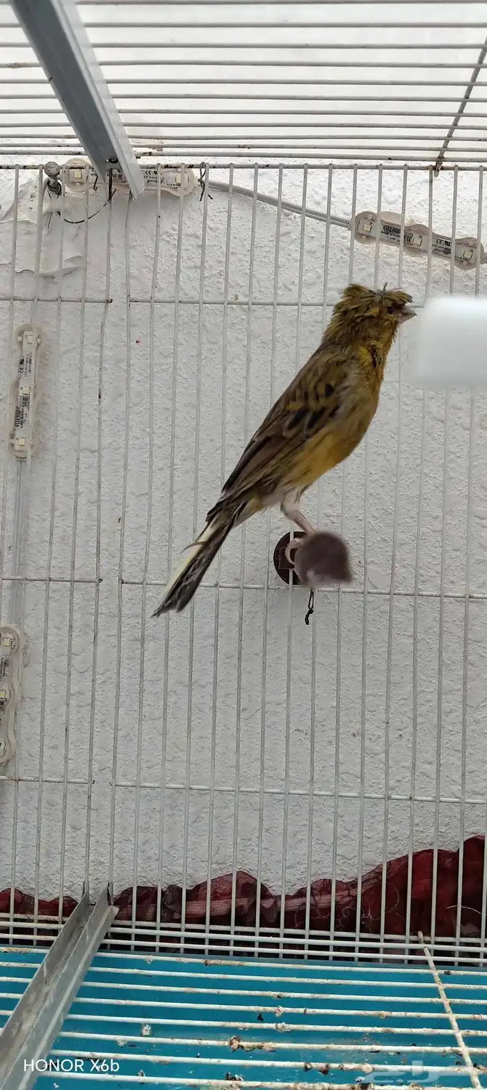 كناري ذكر جاهز مغرد 0