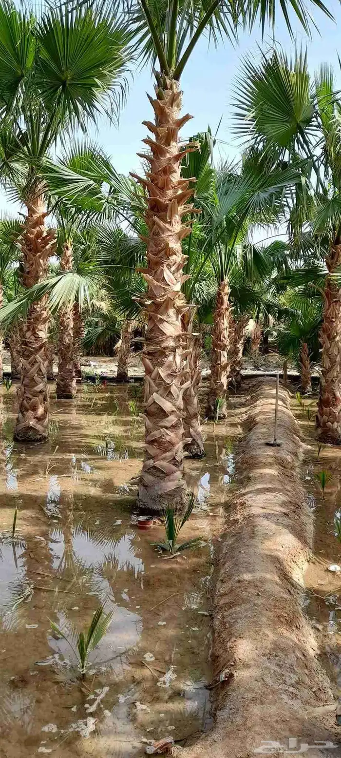 نخل واشنطني زينه توريد وزراعة وتوصيل إلى جميع مناطق المملكة 4