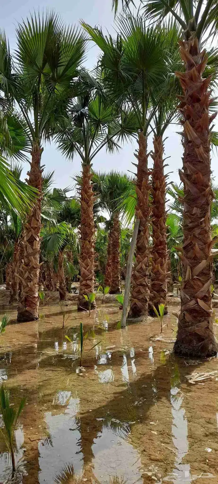 نخل واشنطني زينه توريد وزراعة وتوصيل إلى جميع مناطق المملكة 1