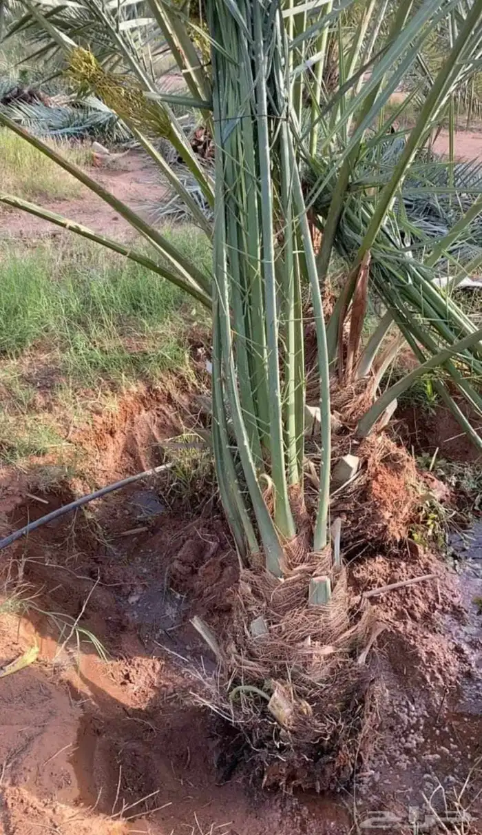 نخل اللبيع جميع أنواعة 1