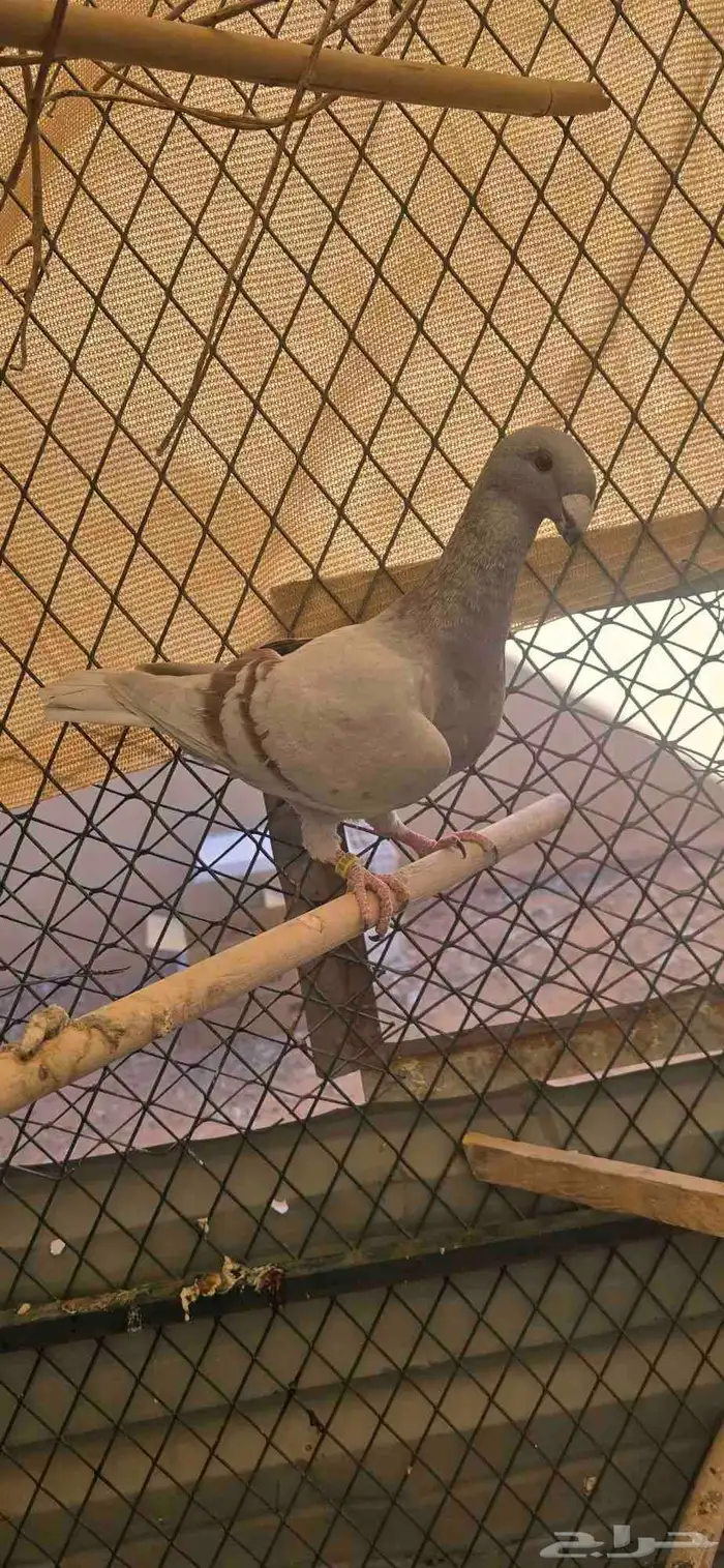 انث هومر للبيع 1