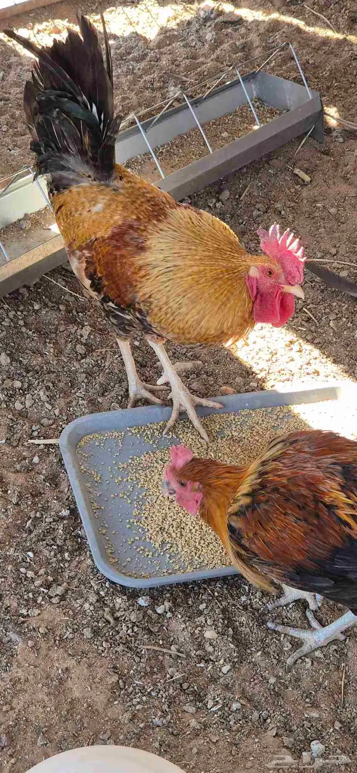 ديك بلدي نادر 2