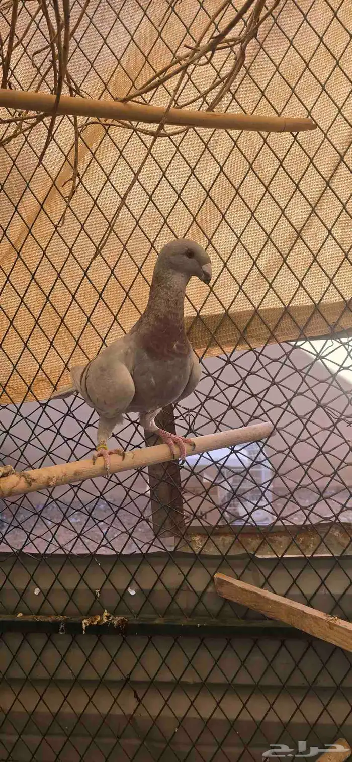 انث هومر للبيع 3