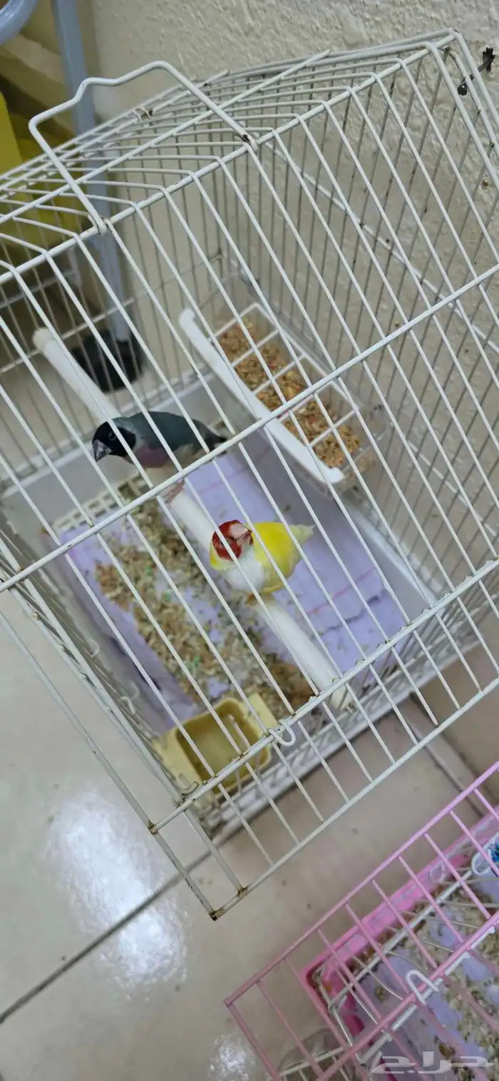 Gouldian finch and strawberry finch 2