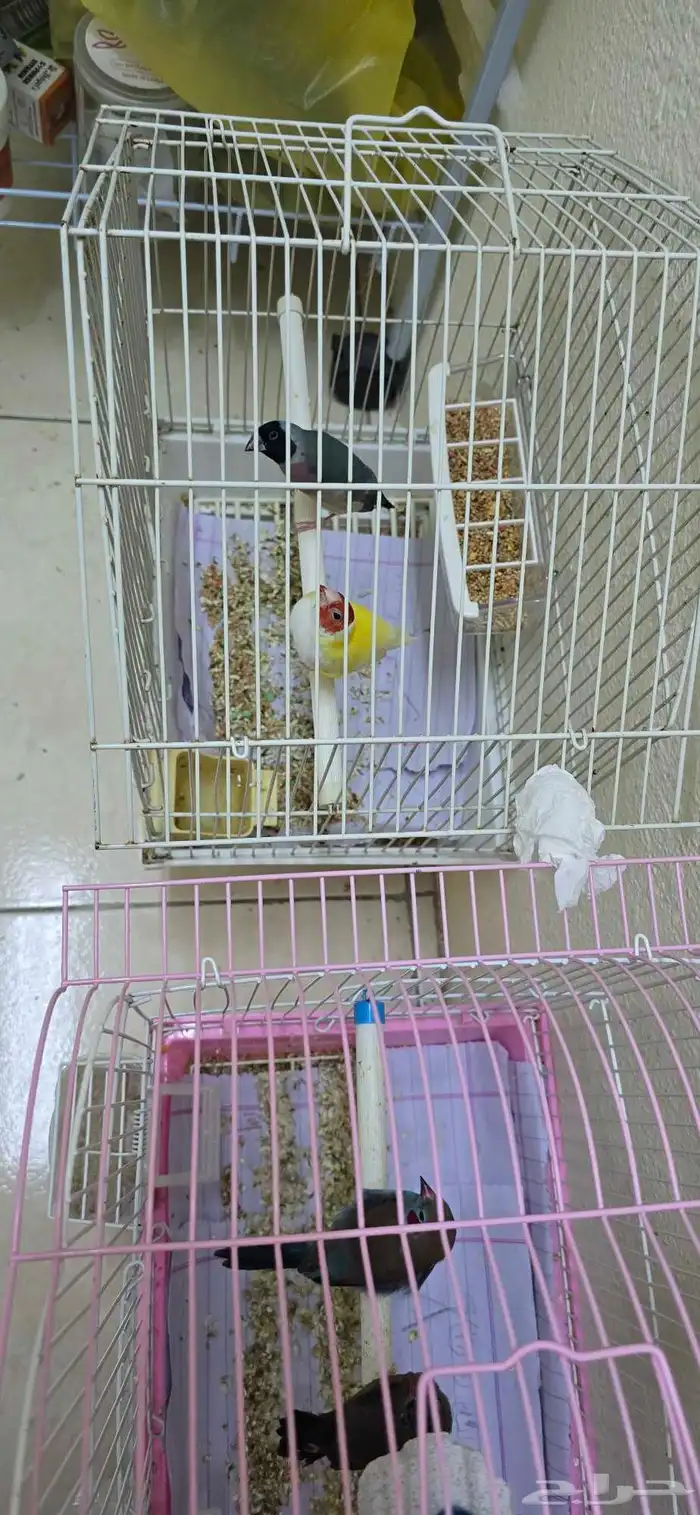 Gouldian finch and strawberry finch 3