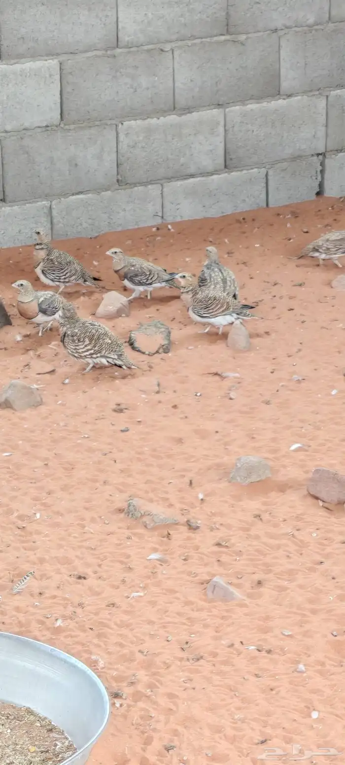 للبيع قطا عراقي متوالف 5 اجواز 1