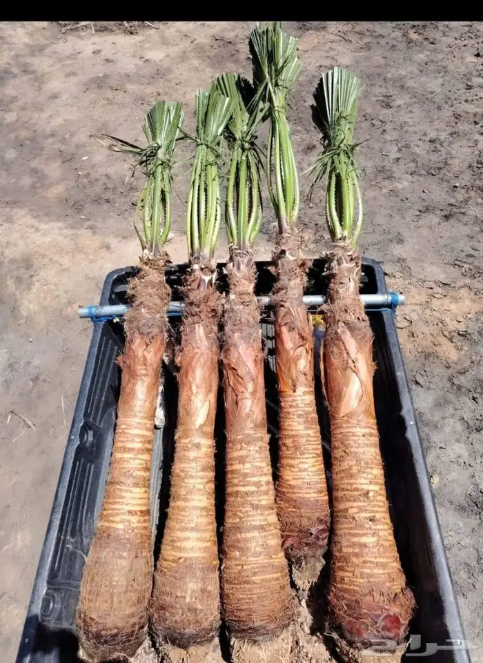 ابومحمد لتوريد جميع انواع النخيل المثمر 2