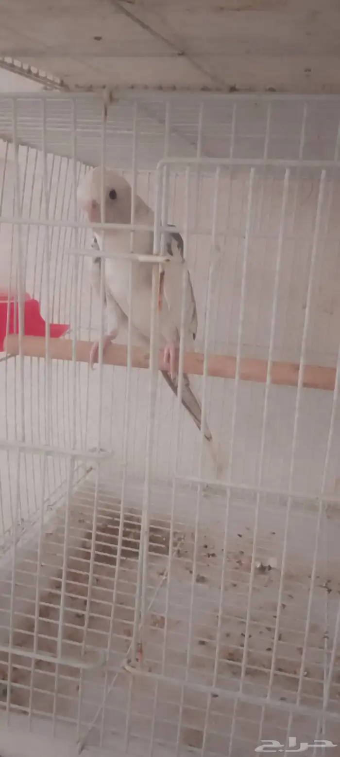 متوفر فروخ كروان غر البينو وهولندي العدد وذكر هولندي 2