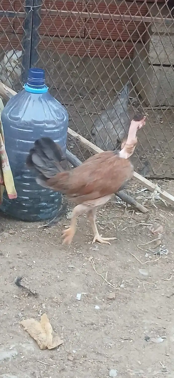 دجاجه للبيع 2