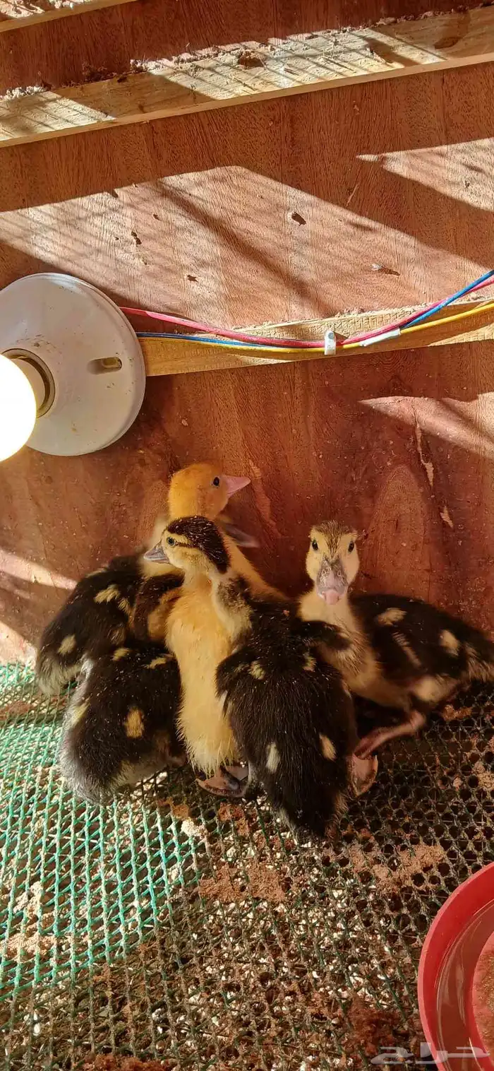 جوزين وفريد صوص بح العمر20 يوم محصنات والصحه ممتازه 0