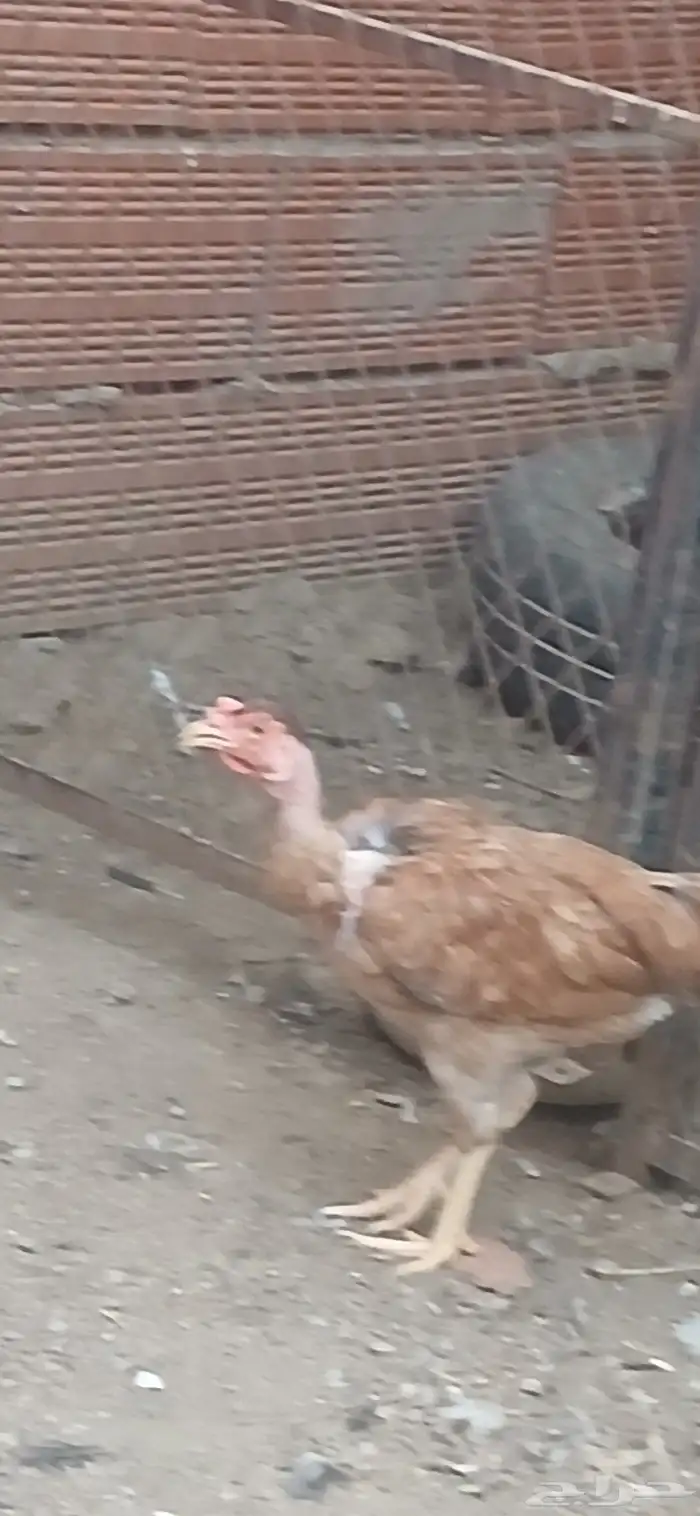 دجاجه للبيع 1