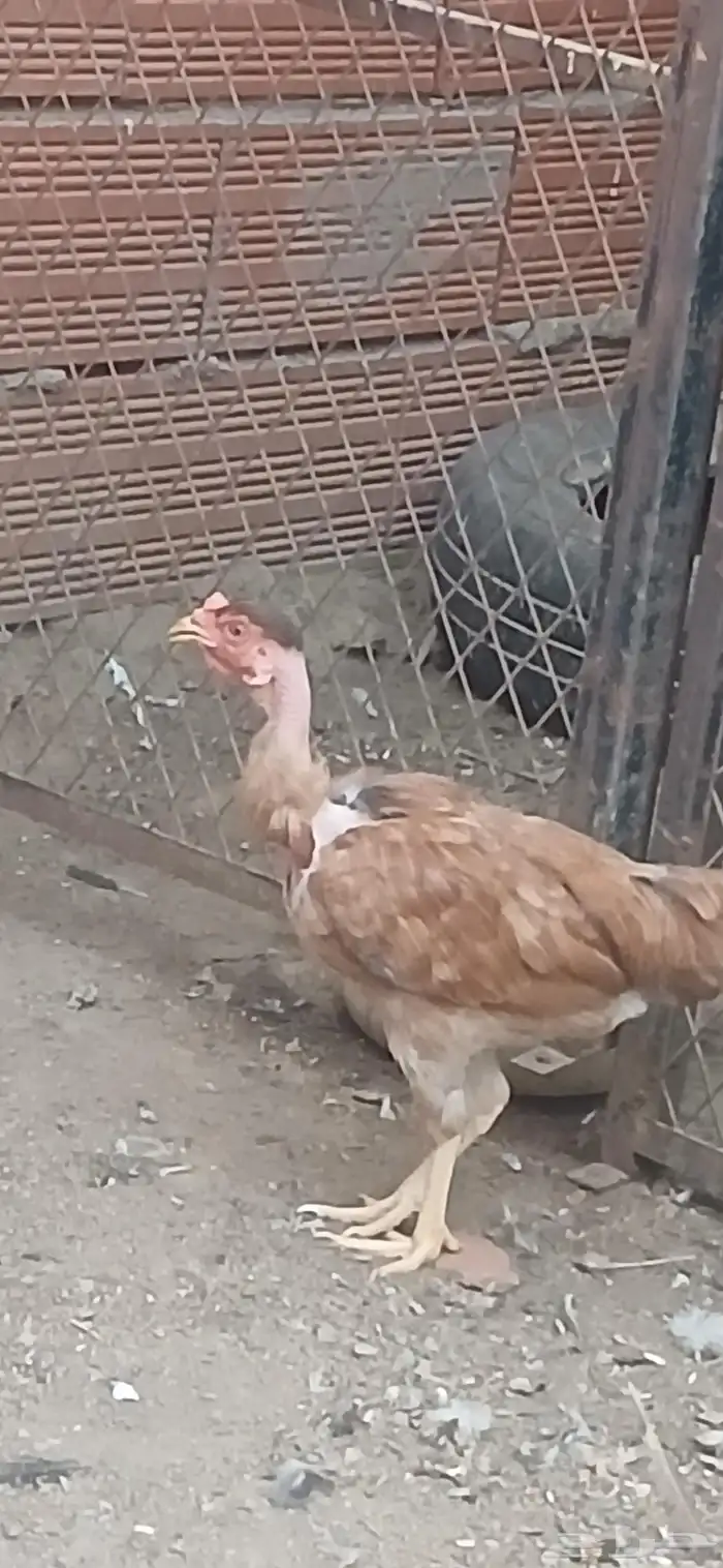 دجاجه للبيع 0