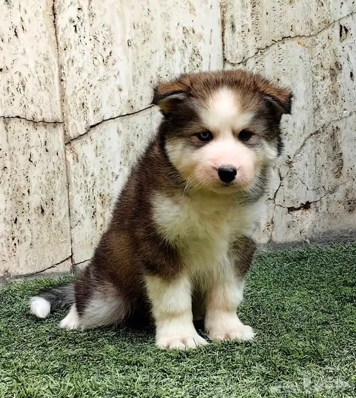 كلب هاسكي جرو 0