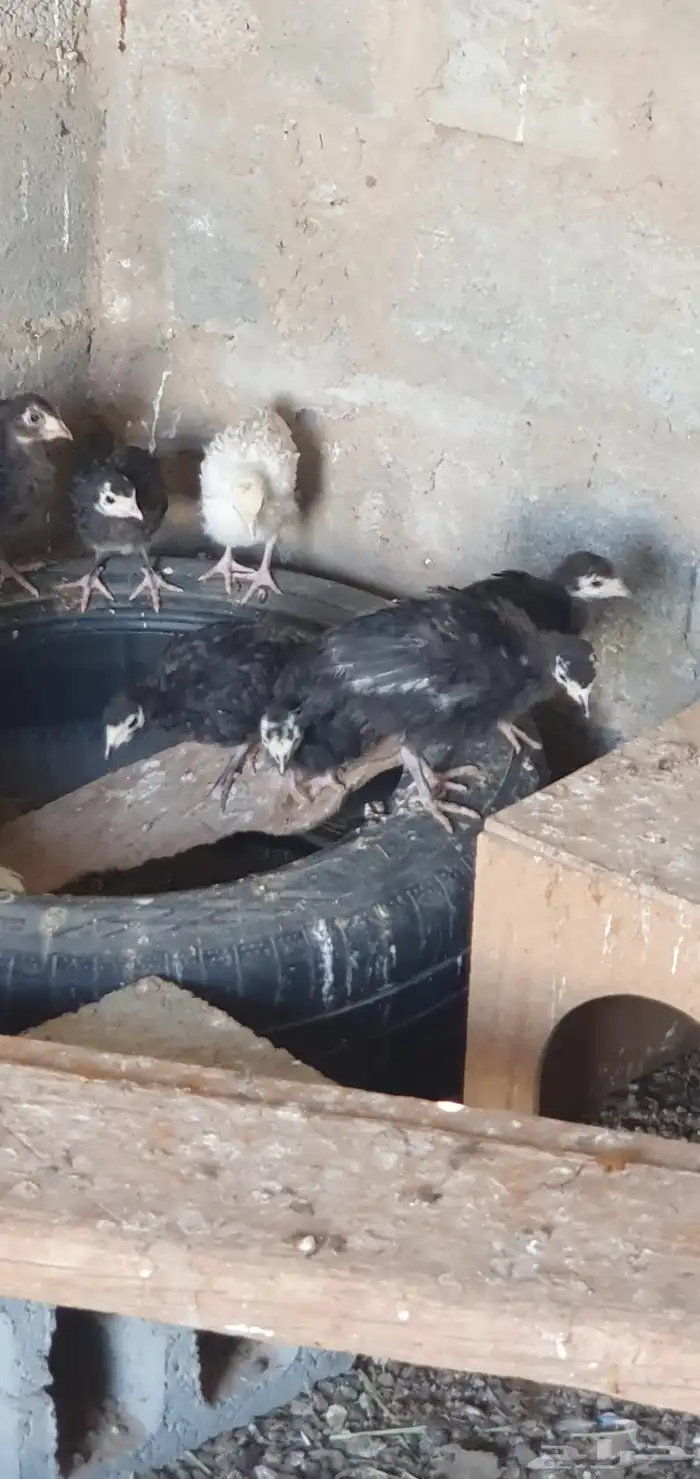 فروخ رومي للبيع 1